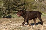 LABRADOR 668